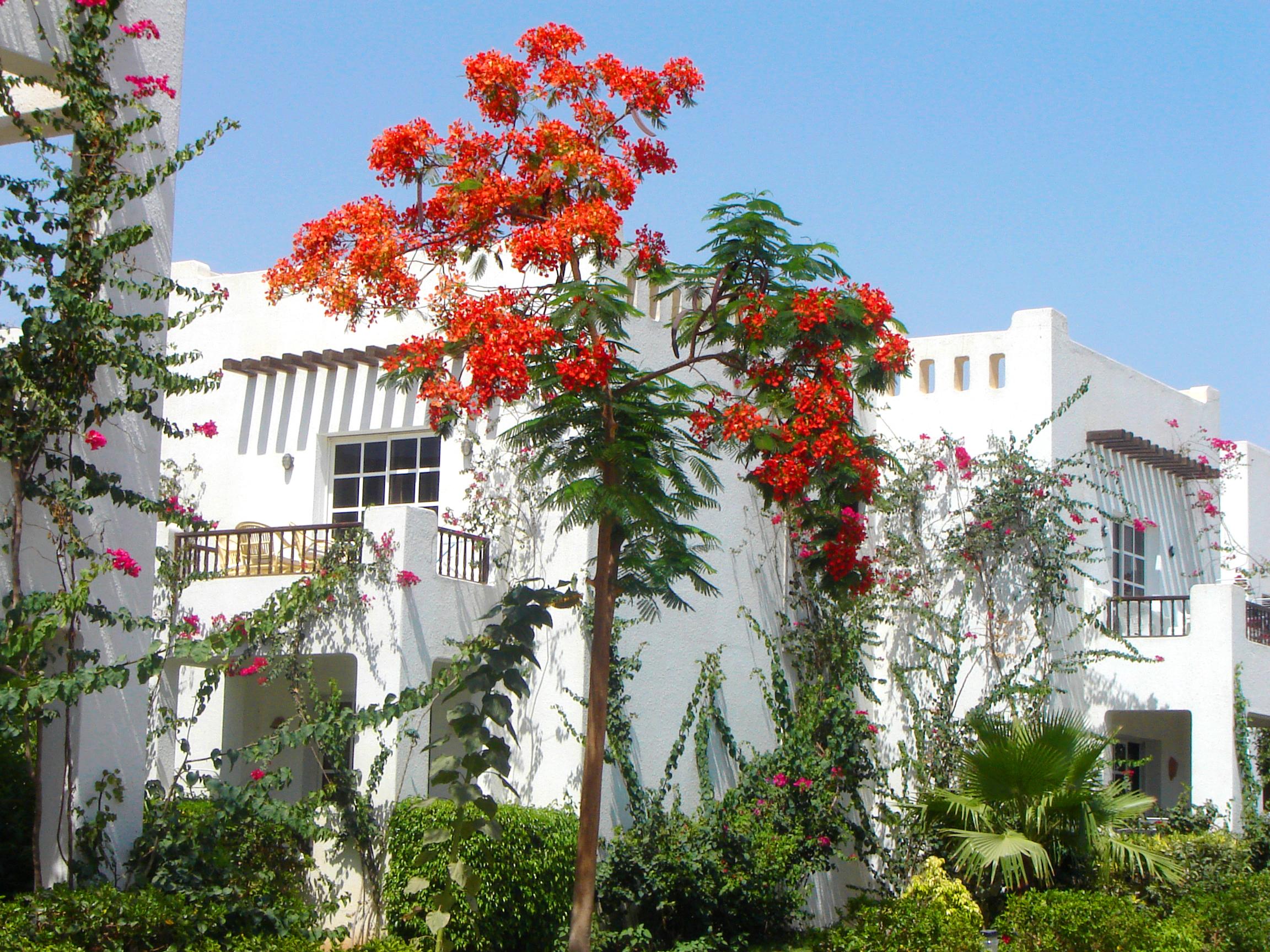 Delta Sharm Resort ,Official Web, Delta Rent, Sharm El Sheikh, South Sinai, Egypt Экстерьер фото